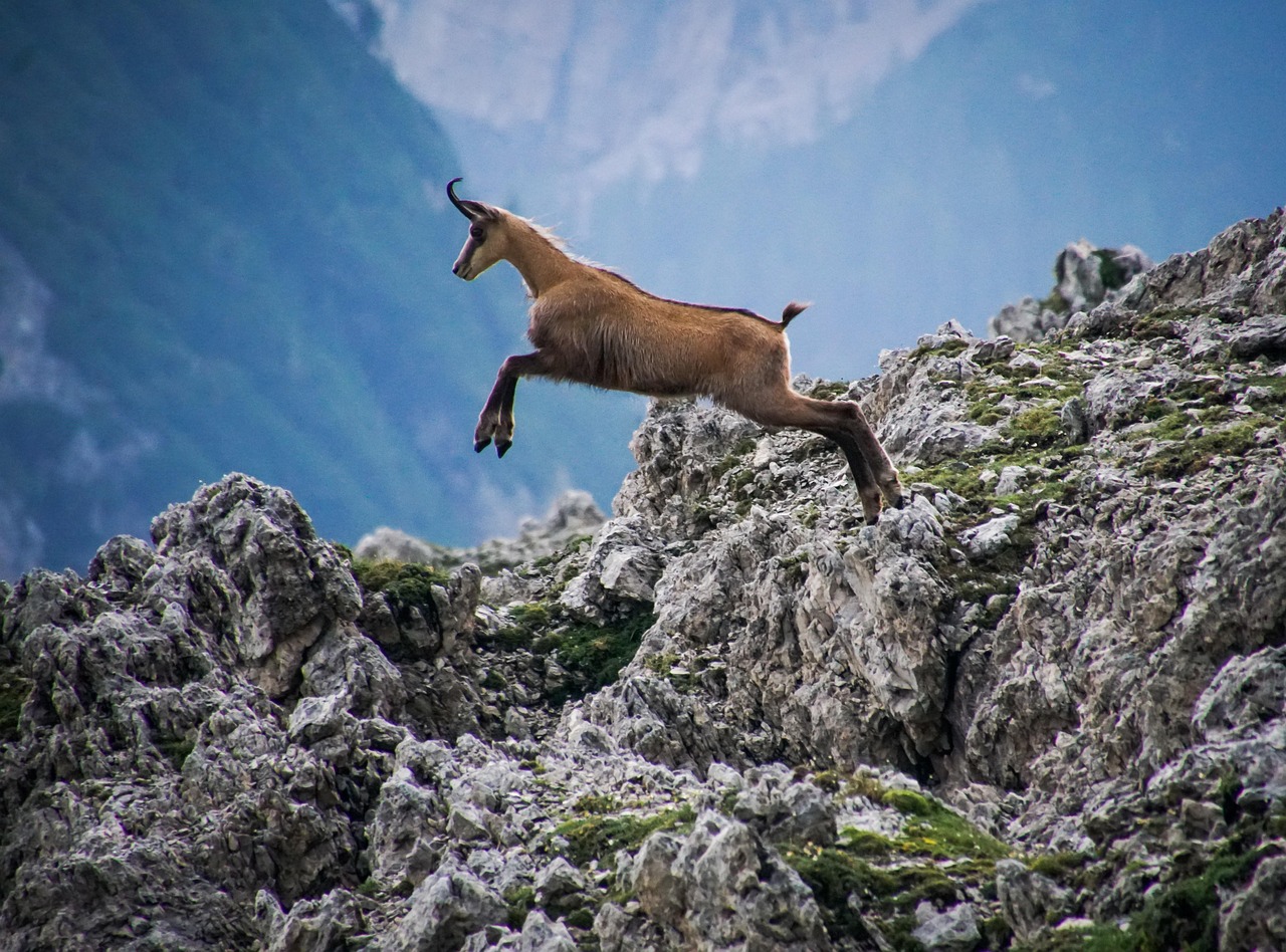 Camoscio alpino sulle rocce delle Dolomiti