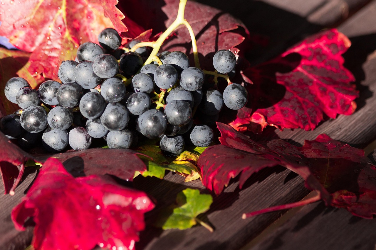 Festa dell'Uva e dei Sapori d'Autunno